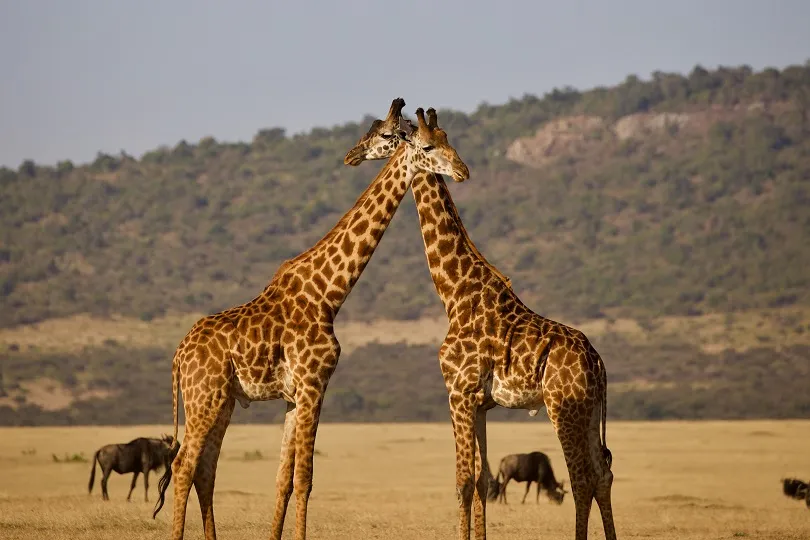 Zwei Giraffen beim Schmusen 