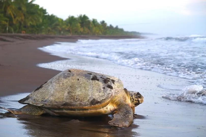 Schildkröte im Tortuguero Nationalpark