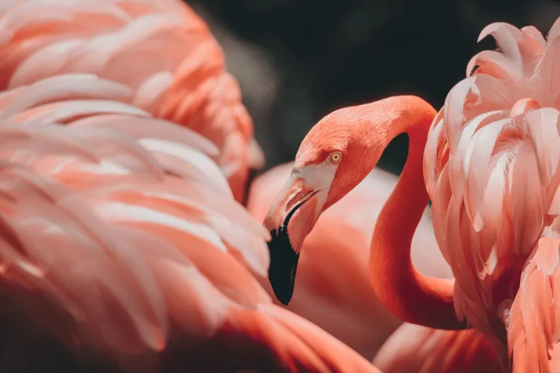 Ein Flamingo in Paracas Peru