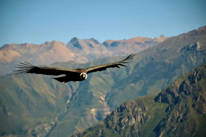 Ein Kondor fliegt am Himmel in Peru entlang