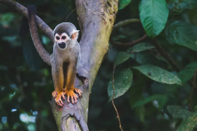 Ein Affe steht auf einem Baumstamm im Amazonas von Kolumbien