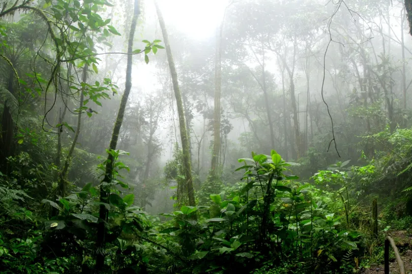 Grünes Gesripp von Pflanzen im Amazonas