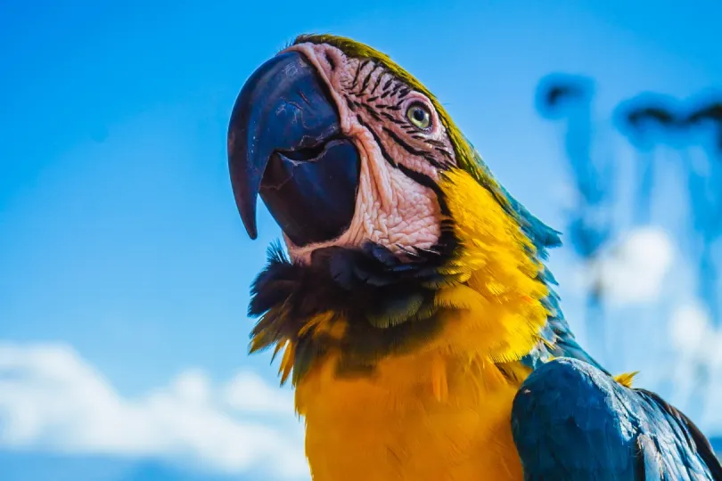Bunte Tierwelt: Papagei am Amazonas