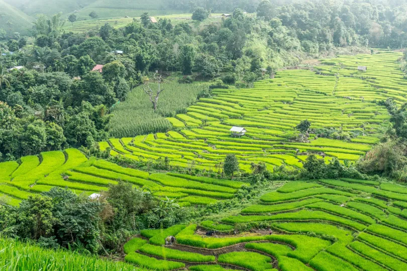 Reisterassen gehören zu den Sehenswürdikeiten rund um Chiang Mai