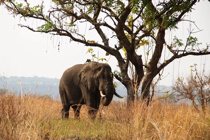 Elefant in Nationalpark in Uganda