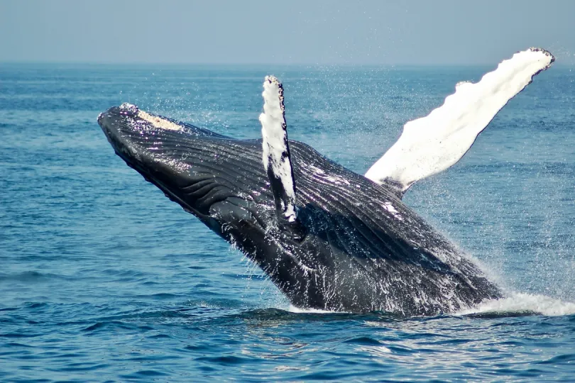 Walbeobachtung am Pazifik in Kolumbien