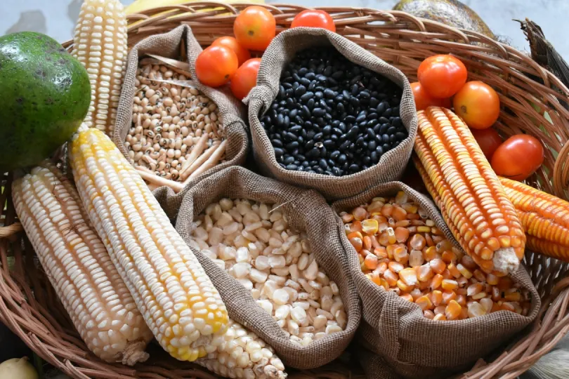 Blick auf verschiedene Sorten Mais. 