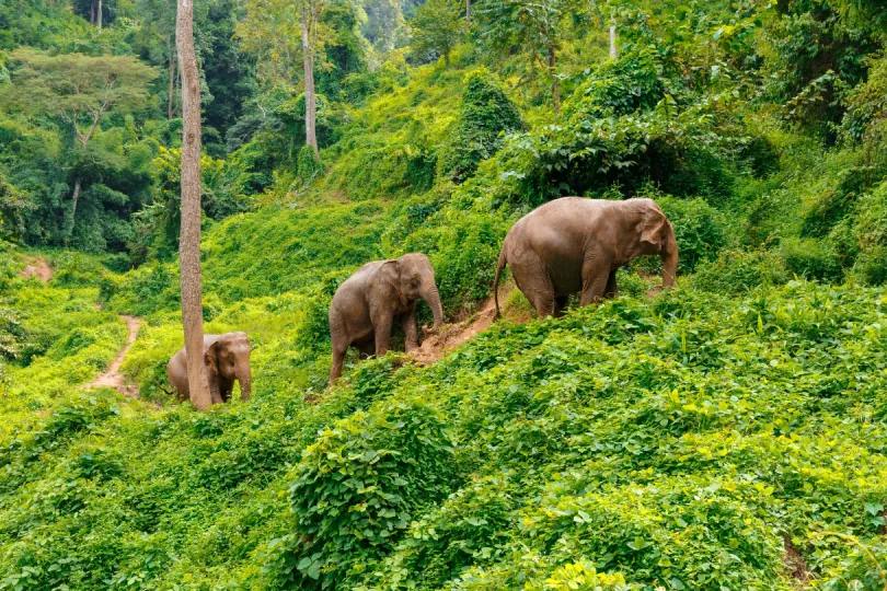 Drei Elefanten laufen durch die grüne Berglandschaft von Thailand
