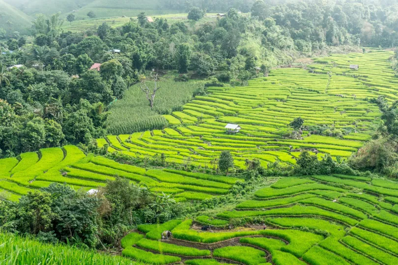 Thailand mit Kindern: Erkunden Sie die vielen Reisterassen