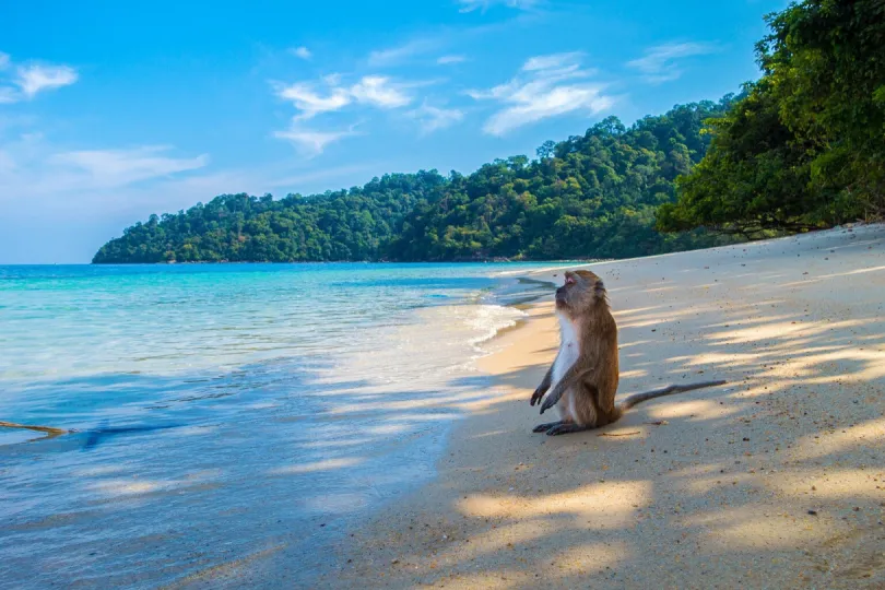 Ein Affe sitzt einsam am Strand von Thailand