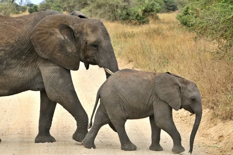 Elefanten im Tarangire Nationalpark in Tansania