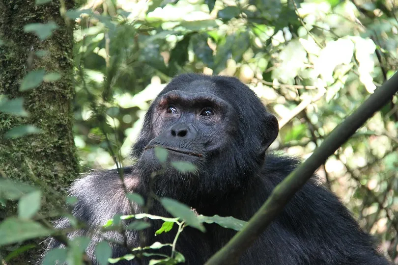 Schimpanse sitzt auf Baum in Uganda