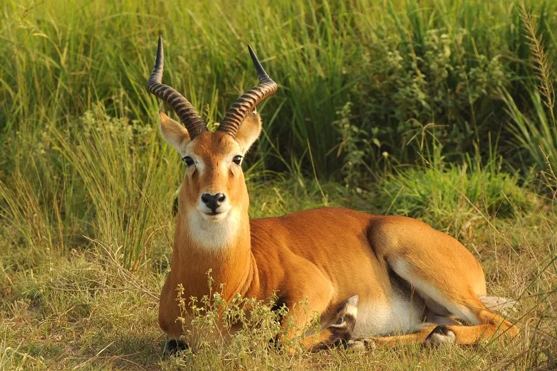 Antilope in der Wildnis