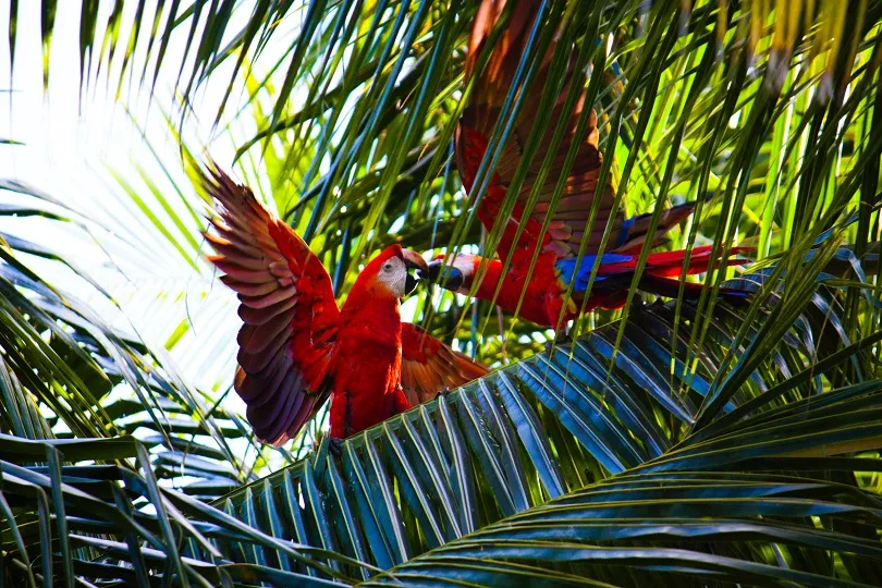 Aras Papageien in Costa Rica