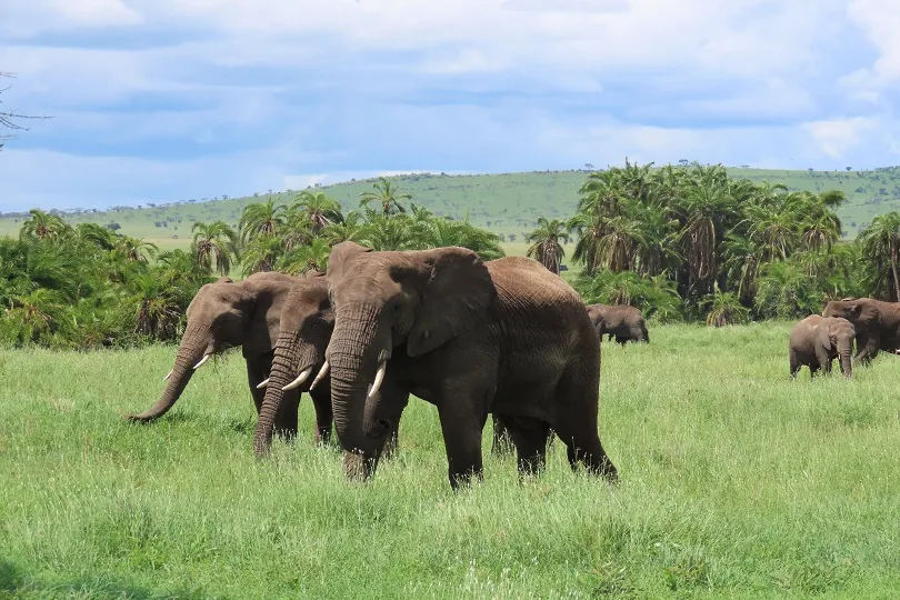 Elefanten im Nationalpark in Tansania