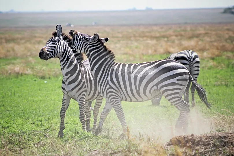 Zwei Zebras spielen im Nationalpark in Tansania