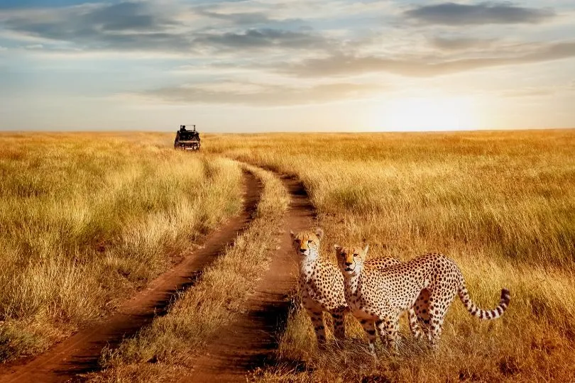 Safari bei Sonnenaufgang in Tansania