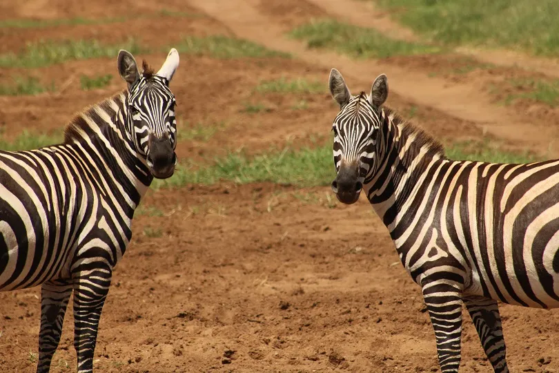 Zebras im Nationalpark in Uganda