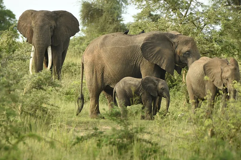 Elefanten im Nationalpark in Uganda