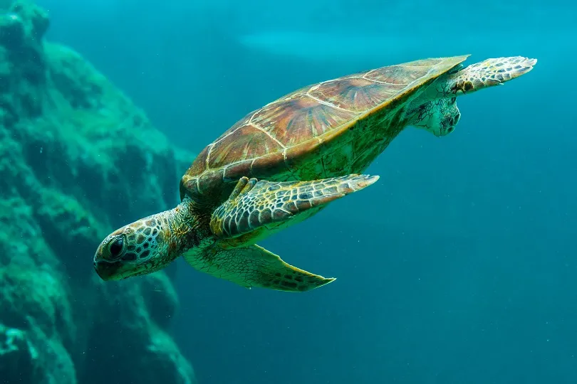 Schildkröte im Meer vor Sansibar