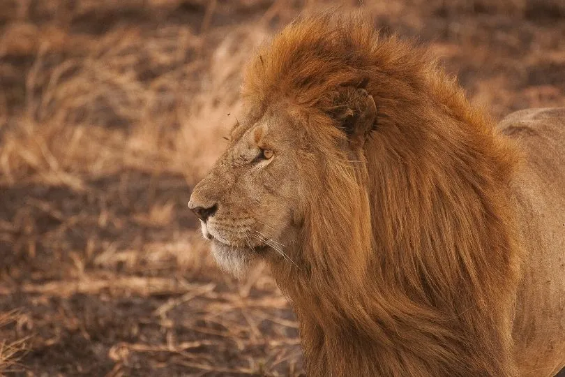 Löwe im Serengeti Nationalpark in Tansania