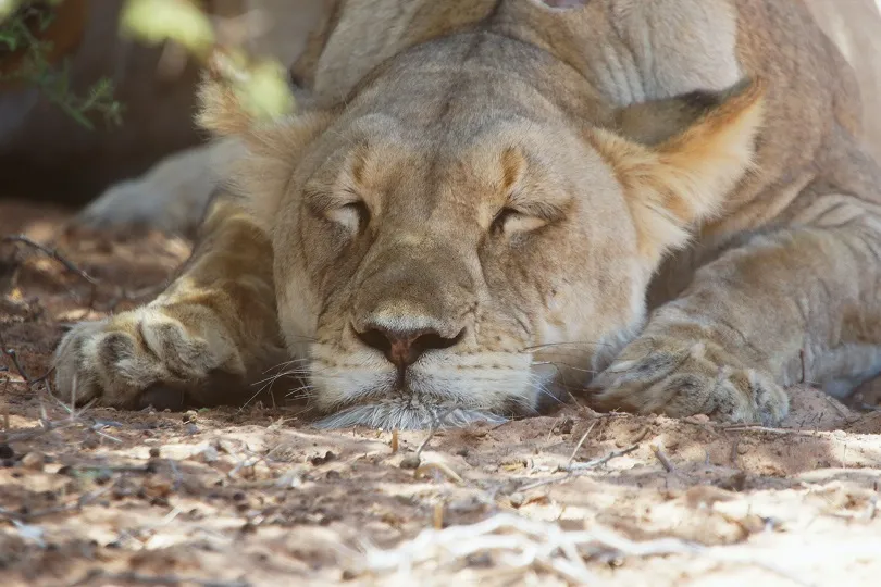 Schlafende Löwin in einer Tierauffangstation in Südafrika