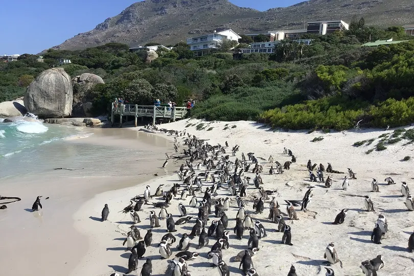 Pinguine am Strand in Südafrika