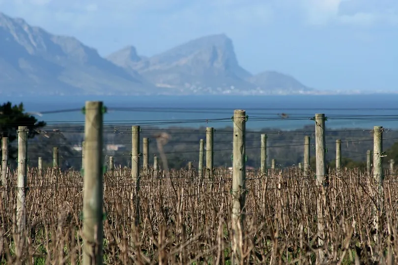 Blick auf die Weinreben im Gebiet Stellenbosch in Südafrika