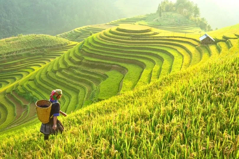 Reisfelder in Vietnam: Wandern mit leichtem Gepäck