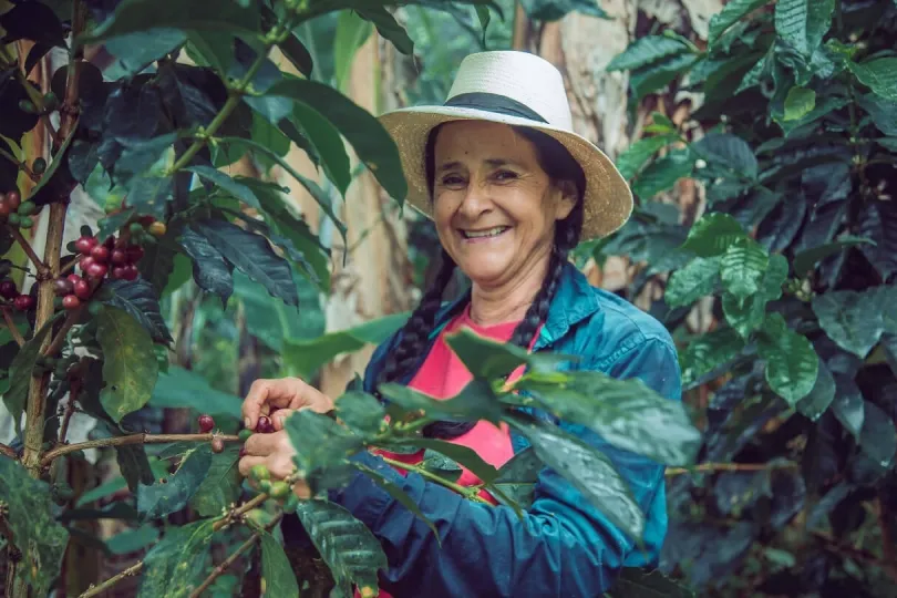 Eine Frau erntet den frischen Kaffe vom Baum 