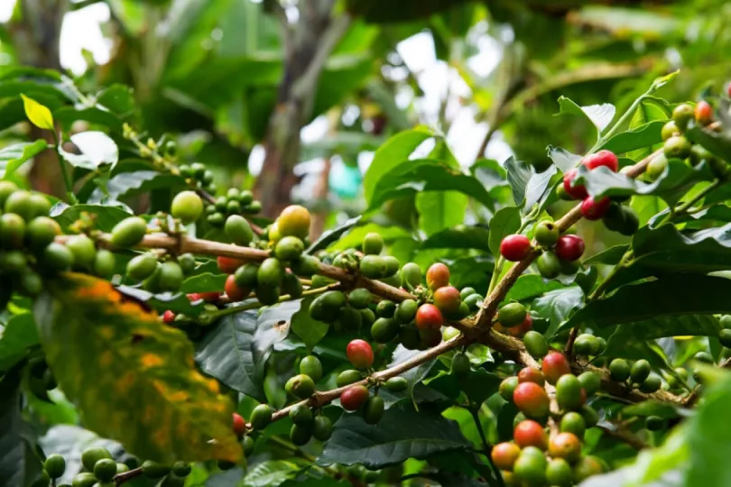 Die Kaffeebohnen in Kolumbien