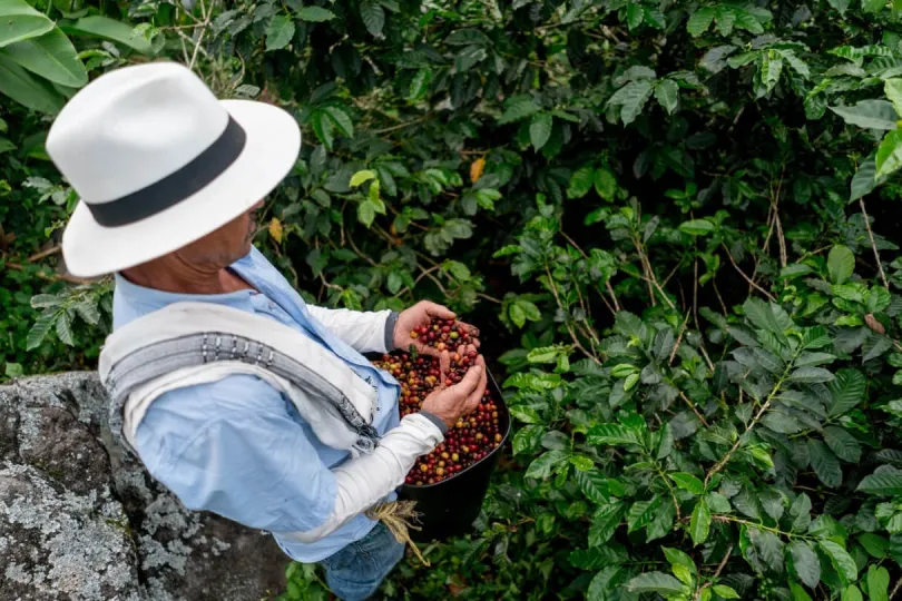 Kaffee pflücken in Kolumbien