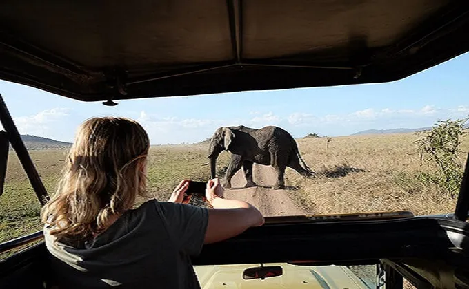 Denise und Rob nahmen an einer Safari teil und beobachteten Elefanten aus der Nähe