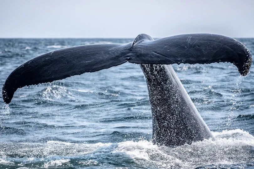 Walbeobachtung in Südafrika