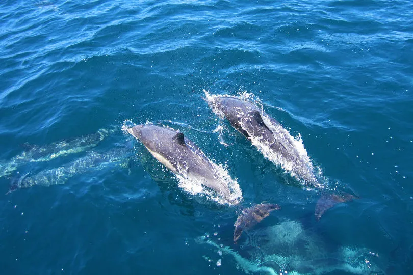 Entdecken Sie mit ihren Kindern diese schwimmenden Delfine in Peru