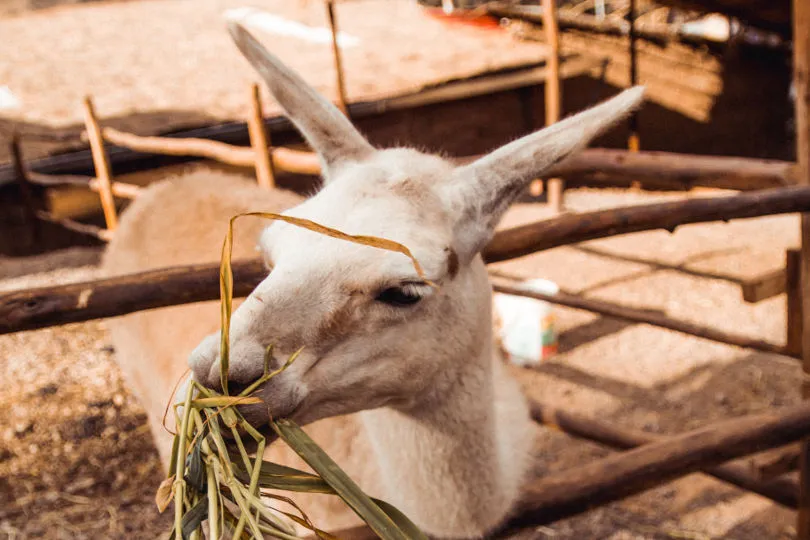 Lamas können auf einem Kinderbauernhof in Peru gefüttert werden