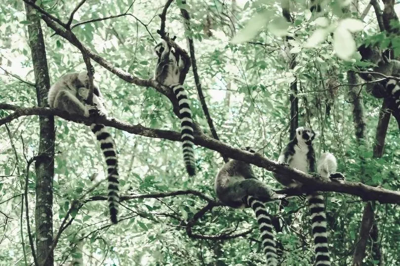 Lemuren dürfen in Madagaskars Nationalparks nicht fehlen