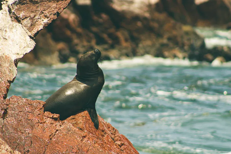 Ein Seelöwe in Paracas bei der Familienreise Peru entdecken