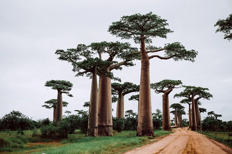 Blick auf eine Straße mit Baobab Bäumen