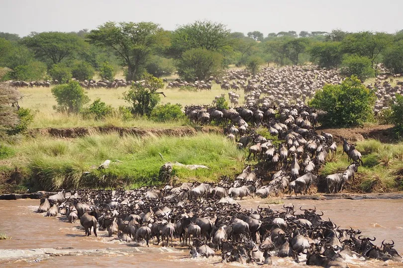 Die Große Migration in Tansania