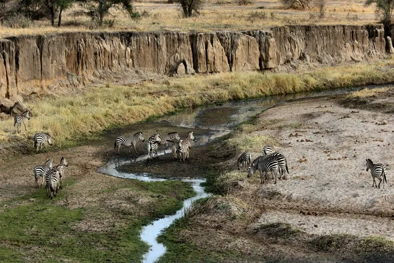 Zebras in der Wildnis Tansanias