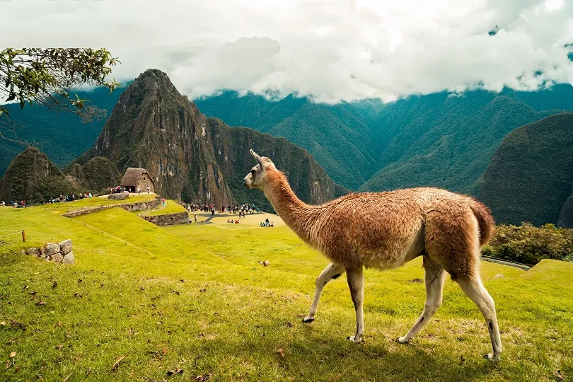 Ein Lama in den Berglandschaften von Peru