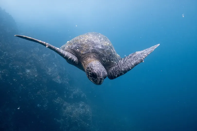 Meeresschildkröte unter Wasser bei den Galapagos Inseln
