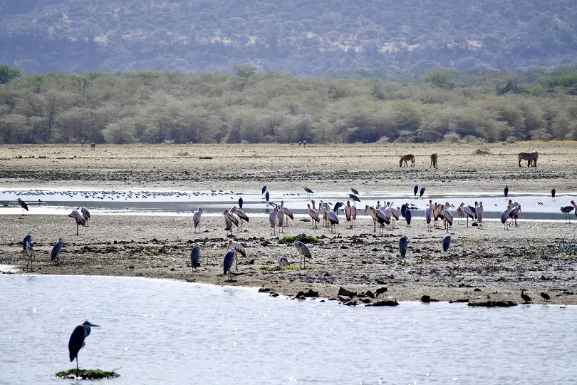 Blick auf die Vögel am Lake Manyara 