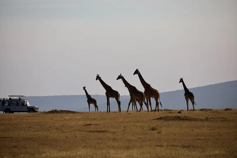 Giraffen auf der Pirsch im Serengeti Nationalpark