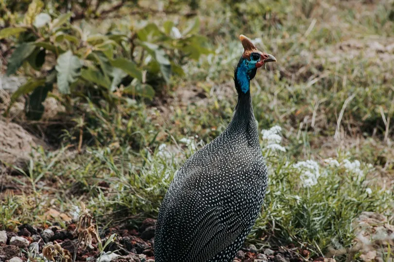 Seltene Vogelarten im Tarangire Nationalpark