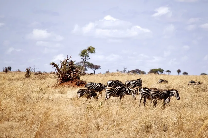 Zebras in der Wildnis Tansanias