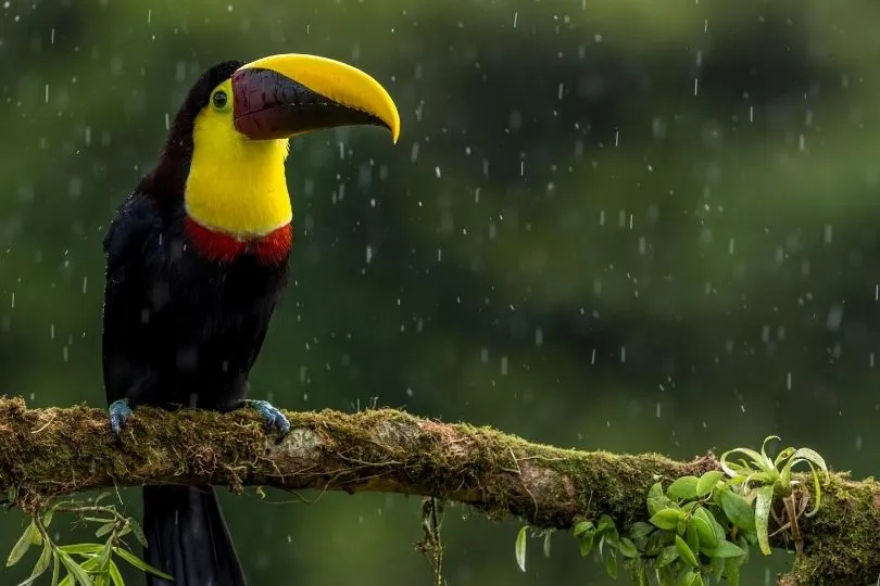 Costa Rica: Tropisches Klima