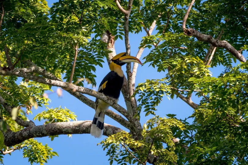 Ein Hornbill Vogel im Khao Yai Nationalpark