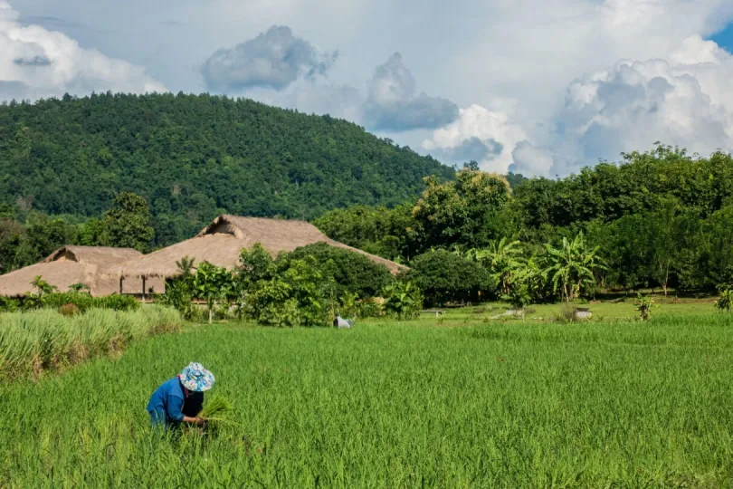 Reisfeld in den Bergen Thailands